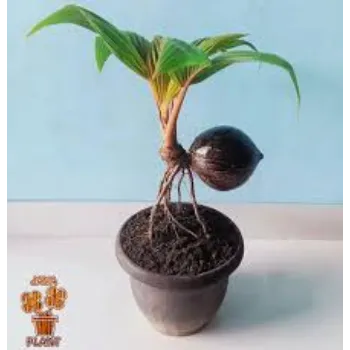 Greenery Coconut Plant